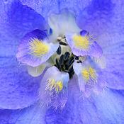 bloem 5-2018 3804